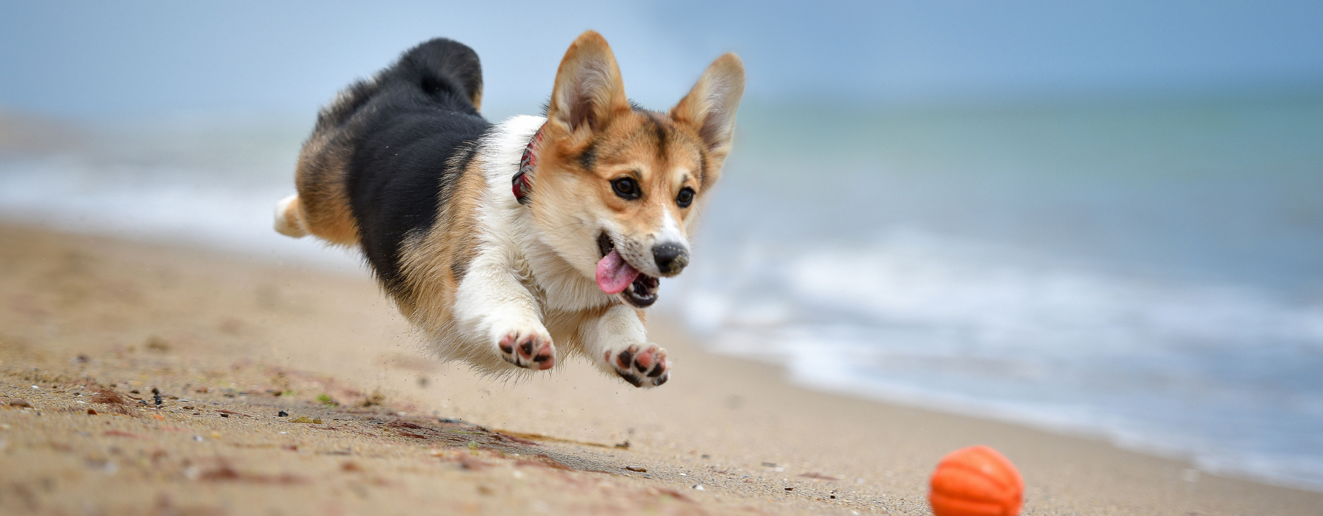 Life Long Paws Foundation: Fighting for the Pets We Love